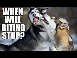 We did not find results for: When Do Huskies Stop Biting Youtube