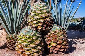 Tequila is made from the fermented and distilled juices taken from native mexican agave plants, and can only be produced in certain geographic areas. Blue Agave Fun Facts Tequila And Beyond Roberto S Cantina