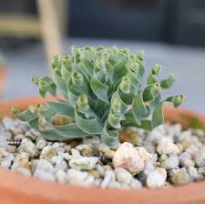 「ボラ土」の画像検索結果