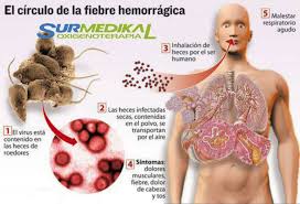 La fiebre hemorrágica de marburgo se identificó por primera vez en 1967 en epidemias que se declararon en marburgo y frankfurt en alemania, y en belgrado en la antigua yugoslavia, como consecuencia de la importación de monos infectados de uganda. Fiebre Hemorragica Las Surmedikal Oxigenoterapia Facebook