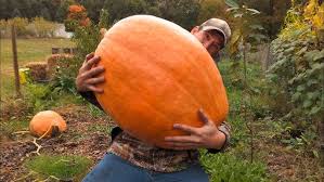 Image result for giant pumpkin