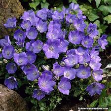 Bellflower Blue Clips Flower Garden Plans Perennials Campanula Flowers