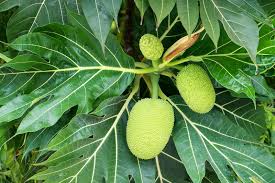 Image result for Artocarpus
