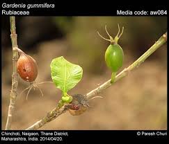 Image result for Adenia gummifera
