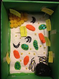 Plant Cell Chromosomes Cells Project Plant Cell Project Plant Cell Project Models