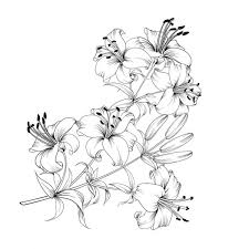 Dan pada kesempatan ini, kami telah menyediakan 15 gambar bunga lili putih yang cantik dan mempesona untuk anda semua. Lily Terisolasi Stok Vektor Ilustrasi Lily Terisolasi Bebas Royalti Halaman 15 Depositphotos