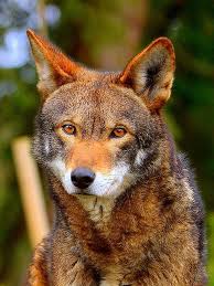 Pin On Wolf