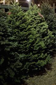 Maybe you would like to learn more about one of these? Christmas Tree Farms Near Me 30 Best Christmas Tree Farms In America