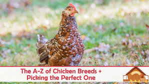 The A Z Of Chicken Breeds And Choosing The Perfect One