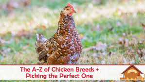 the a z of chicken breeds and choosing the perfect one