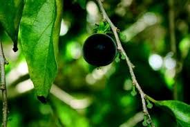 Image result for Dovyalis macrocalyx