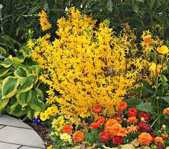 Forsythia X Intermedia Show Off White Flower Farm Shrubs Garden Shrubs
