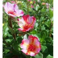Krokot untuk mengobati kencing darah krokot yang sudah dalam bentuk herba sebanyak 100 gram digodok bersama herba daun sendok sebanyak 25 gram. Beli Bunga Krokot Duna Pink Merah Stek Batang Seetracker Indonesia