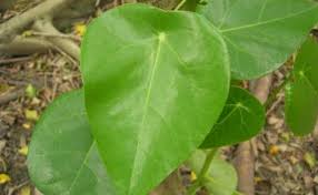 Image result for Hernandiaceae