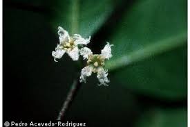 Image result for Cassipourea