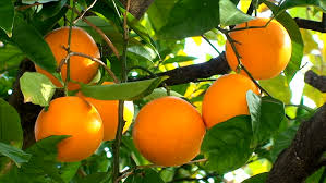 One experiment done on tree pollination showed that isolated orange trees can only. Orange Fruit Hanging On The Stock Footage Video 100 Royalty Free 2053193 Shutterstock