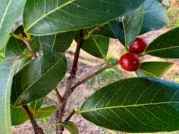 Image result for Bridelia scleroneura