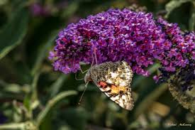 Butterfly bush or buddleia davidii is a flowering bush that is native to china. How To Grow And Care For A Butterfly Bush Summer Lilac Dengarden