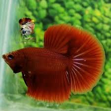 Pin By Alejandro Antunez On Bettas In 2020 Betta Fish Betta Halfmoon Betta
