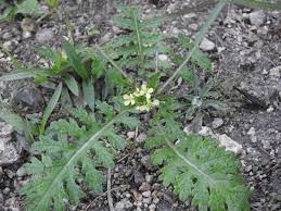 Image result for Erucastrum