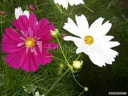 Red Violet And White Cosmos Flowers In 2020 Cosmos Flowers Plant Photography White Cosmo