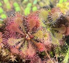 Image result for Drosera natalensis