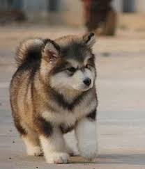I Want One Alaskan Malamute Breed Info Pictures Names Characteristics Hypoallergenic No Malamute Puppies Cute Dogs Breeds Puppies