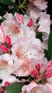 Maybe you would like to learn more about one of these? Buy Rhododendron Virginia Richards For Sale Online Uk Azalea Flower Rhododendron Landscape Decor Diy