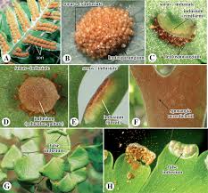 Image result for Asplenium uhligii