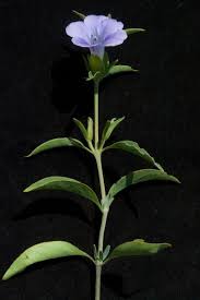 Image result for Barleria lancifolia