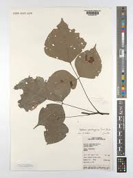 Image result for Agelaea pentagyna