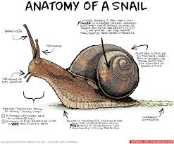 Sheldon Comic Strip Daily Webcomic By Dave Kellett Funny Illustration Snail Anatomy