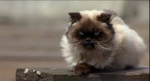 Chase the lost feathermane kitten across the bridge and return it to its family. 20 Drinking Games You Need To Play When You Watch Homeward Bound