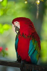 Colorful Parrots Images Gallery Wallpapers 4k Free Download Parrot Image Pet Birds Colorful Parrots