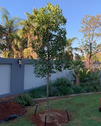 Image result for Vepris