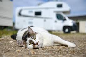 Yellowstone, with its tough (but understandable) restrictions on pets, is a tricky one: Pet Friendly Rv Rentals Tips And Tricks Adventure Touring Usa