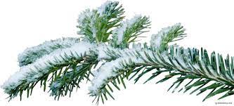 Christmas Tree Branch Png Kanyagiftcenter Com Christmas Tree Branches Cactus Plants Tree Branches