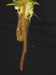 Image result for Oberonia