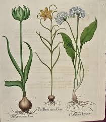 We did not find results for: Basilius Besler Besler Hand Colored Botanical Engraving Of Flowering Tulip And Wild Garlic Plants For Sale At 1stdibs