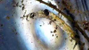 Image result for Cydia microgrammana