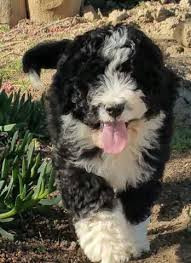 Combining these two breaded makes for a combination of intelligence and a fantastic work. Bernedoodle Pets And Animals For Sale California