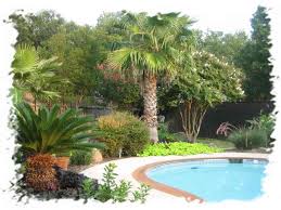 Browse 279 photos of palm tree landscape. Small Palm Tree Landscape Ideas The Design Interior