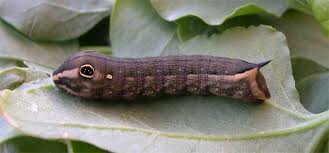 Image result for Hippotion celerio