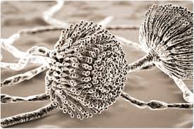 Aspergillosis occurs in chronic or acute forms which are clinically very distinct. Aspergillosis Treatment