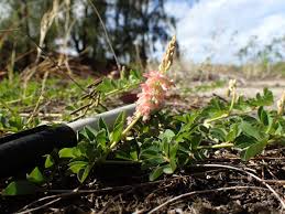 Image result for Indigofera spicata