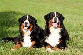 Außerdem kann man meist auch darauf bestehen, dass hunde nicht länger als 10 bis 15 minuten ununterbrochen bellen (olg köln, az. Gartenrecht Ruhestorung Durch Hundegebell Mein Schoner Garten