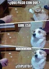Todo En Espanol Animal Memes Funny Animal Pictures Funny Animals