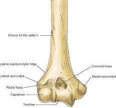 We did not find results for: Anatomy Of The Elbow Joint Musculoskeletal Key