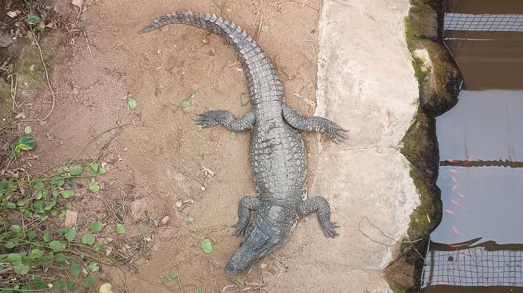 Crocodile attack on boy at Cambridgeshire zoo: What do we know? - BBC News