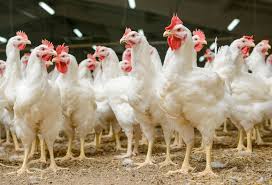 Has Medicine Become A Flock Of Super Chickens Http Www Kevinmd Com Blog 2016 11 Medicine Become Flock Super Chickens Html Poultry Meat Chickens Chickens